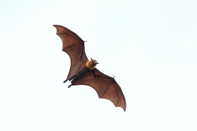 Bat flying in the sky. Lyle's flying fox