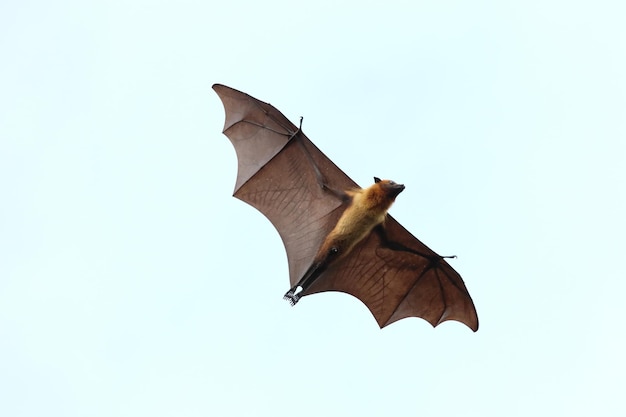 Bat flying in the sky. Lyle's flying fox