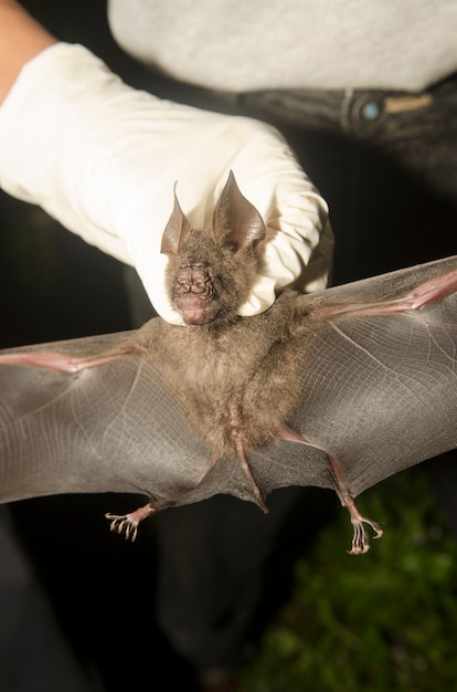 Bat in hand of researcher, Of research studies in the field.