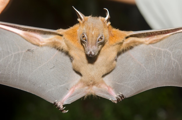 Photo bat in hand of researcher