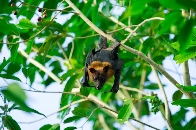 Foto pipistrello appeso a un ramo di un albero pipistrello malese