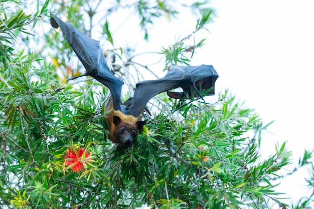 Bat hanging on a tree branch Malayan bat