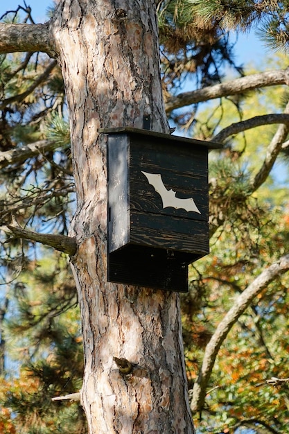 A bat house on the tree in the park