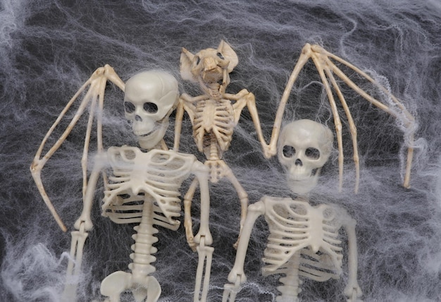 Bat and human skeletons in spider web on black background