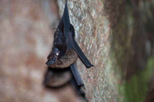 Foto il pipistrello seduto sull'albero