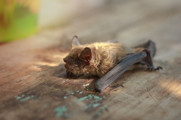 Photo bat small on a wooden table in the afternoon