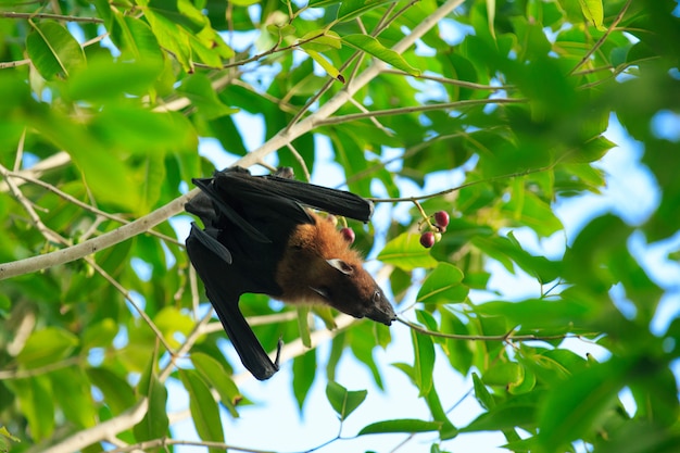 Pipistrello sull'albero