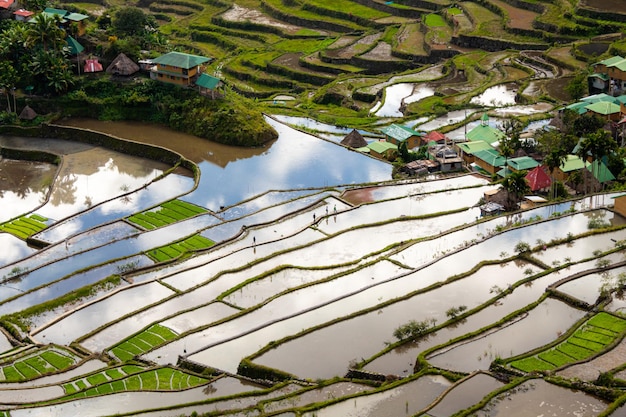 Batad Rice terraces Banaue Ifugao Philippines Close up image with copy space for text