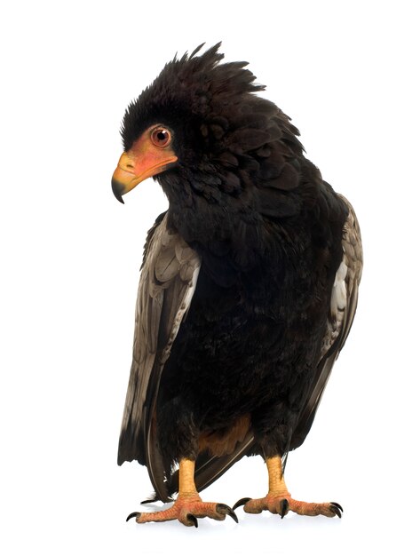 Bateleur (10 jaar) Terathopius ecaudatus - vooraan op een witte geïsoleerd