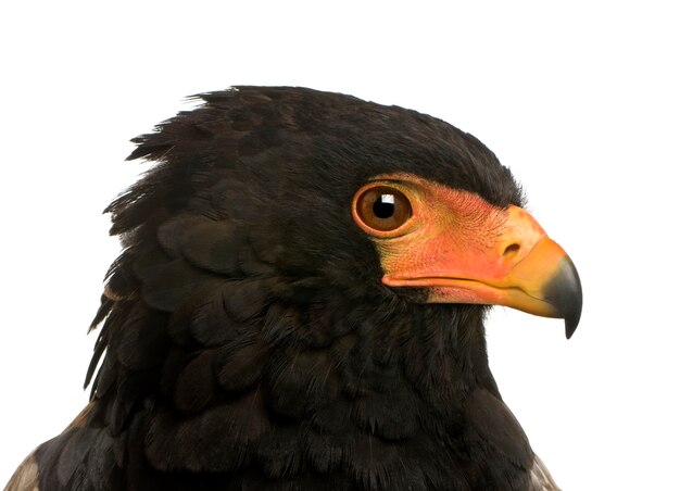 Bateleur (10 years) Terathopius ecaudatus - in front on a white isolated