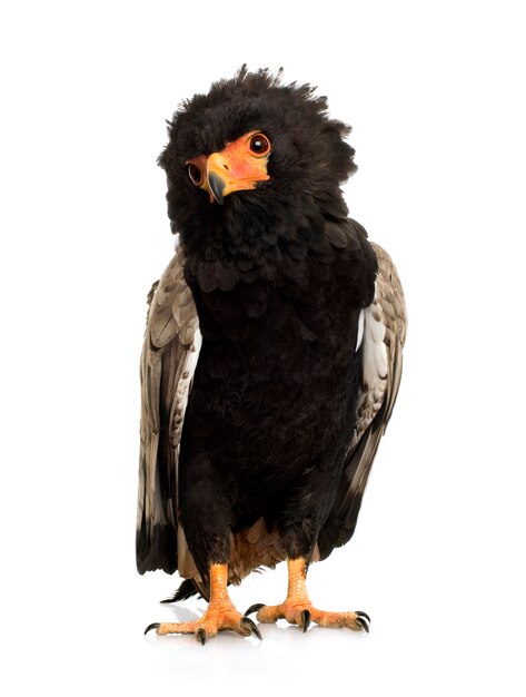 Bateleur（10歳）Terathopius ecaudatus-分離された白の前に