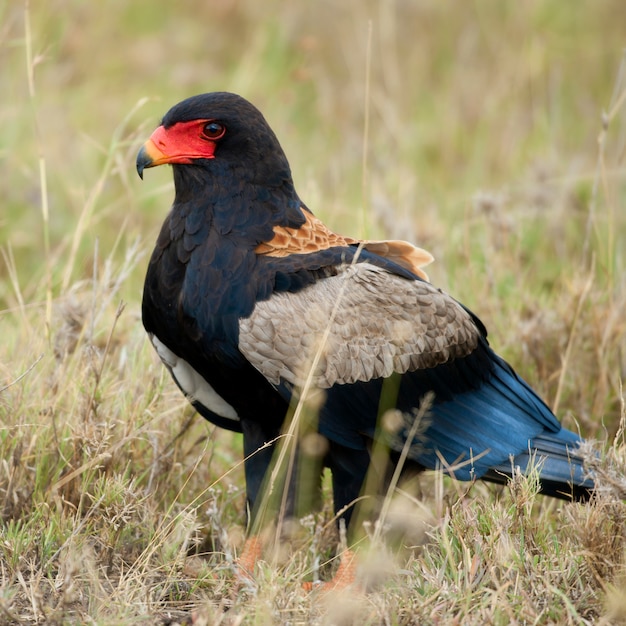 Bateleur Terathopius ecaudatus