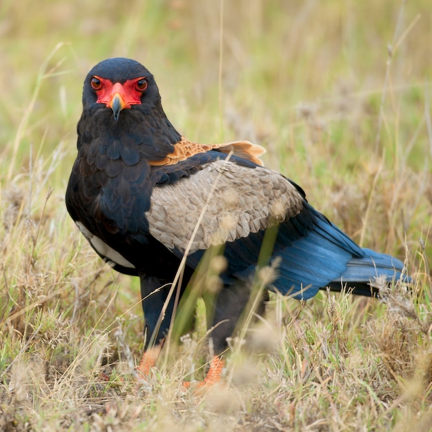 Bateleur terathopius ecaudatus