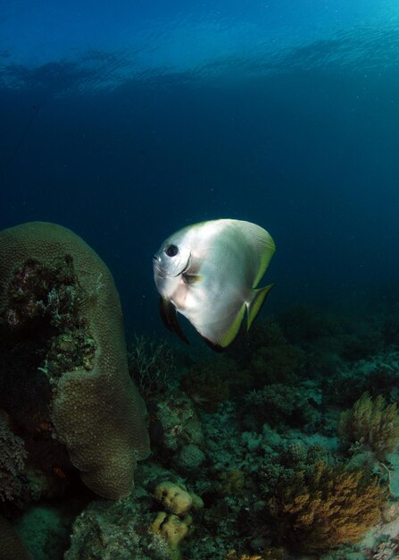 サンゴ礁の近くを泳ぐバットフィッシュ。インドネシアのコモド国立公園の海の生き物。