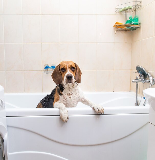 Bathing of the american beagle