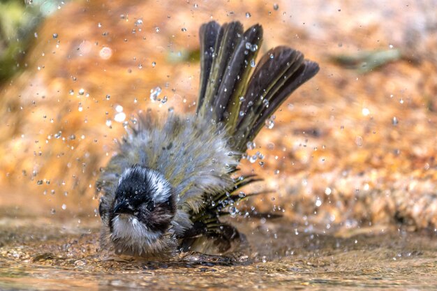 Bathing bird