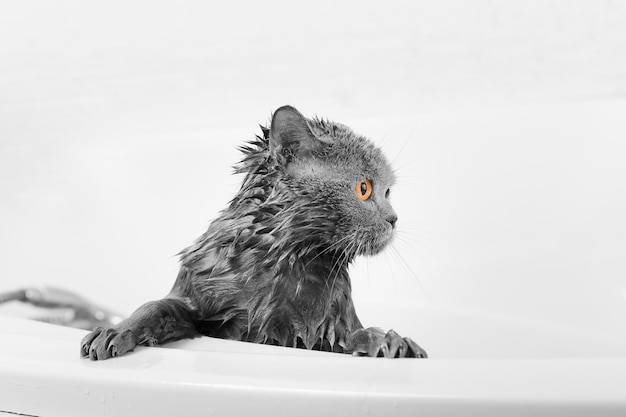 Bathing the cat