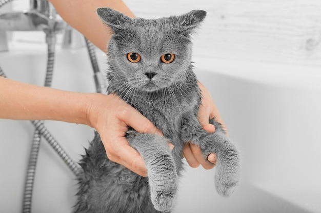 Bathing the cat