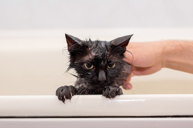 Gatto nero bagnato scontento di balneazione