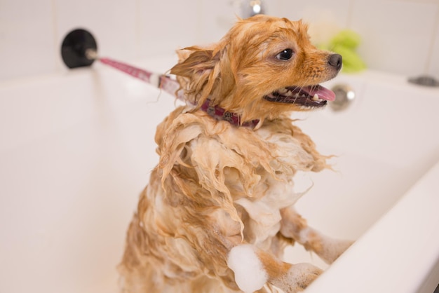 シャワーの下のバスルームで犬を入浴させます。動物の毛づくろい、犬の毛づくろい、乾燥、スタイリング、羊毛の櫛。グルーミングマスターはカットとシェービングを行い、犬の世話をします。