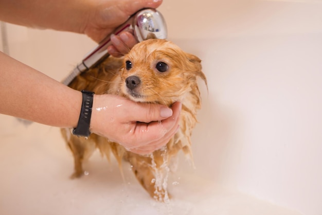 Bathing a dog in the bathroom under the shower Grooming animals grooming drying and styling dogs combing wool Grooming master cuts and shaves cares for a dog