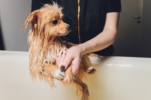 Bathing the dog in the pomeranian dog hairdresser.