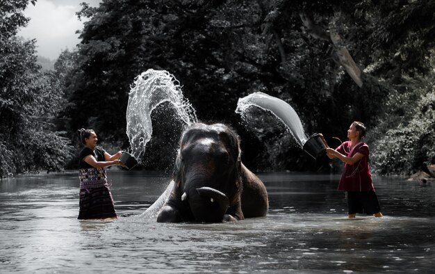 Bathing elephant Live with happiness