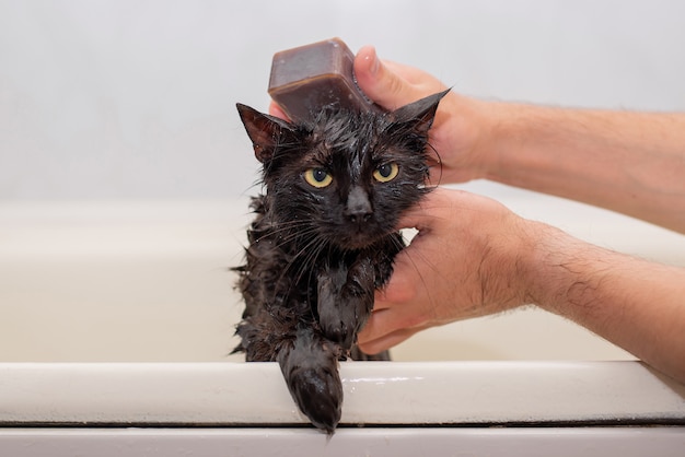 Bathing soaped with a wet black cat with yellow eyes
