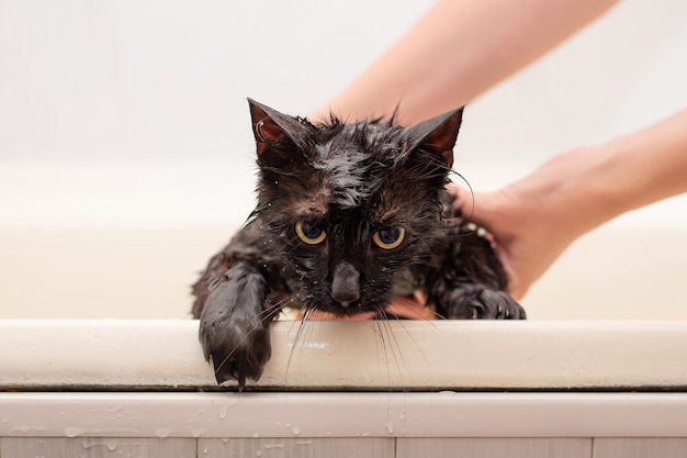 手に黄色い目で濡れた黒い猫を入浴