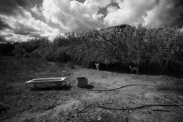 Photo bathtub on field against sky