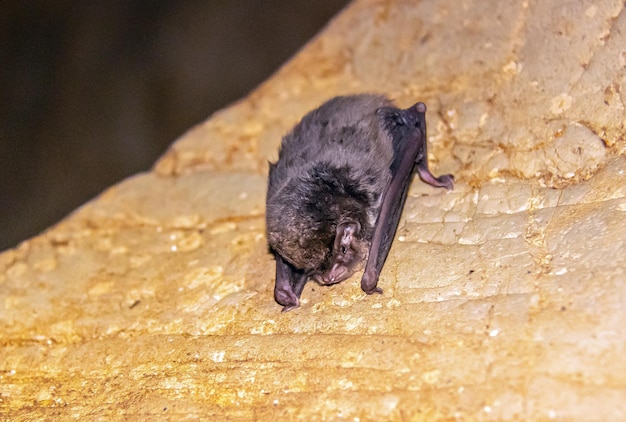 Photo bats in ain dhab cave siliana tunisia