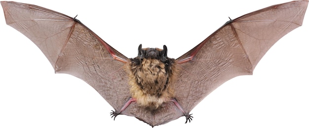 bats animal