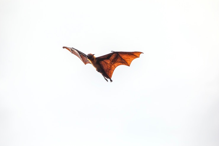 Photo コウモリが飛んでいる