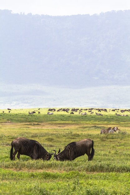 Battle of two. Inside the crater of Ngorogoro. Tanzania