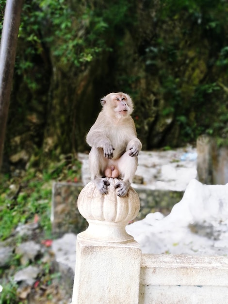 Photo batu cave monkey in malaysia