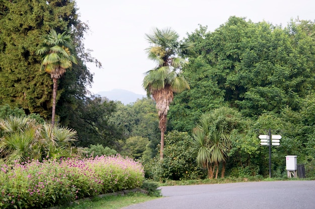 Batumi Botanische Tuin Georgië