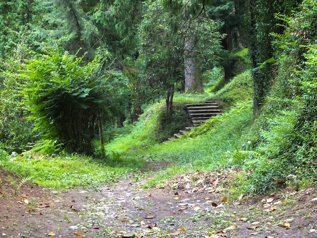 Batumi botanische tuin met prachtige groene tropische natuur en houten trappen in Batumi, Georgië.