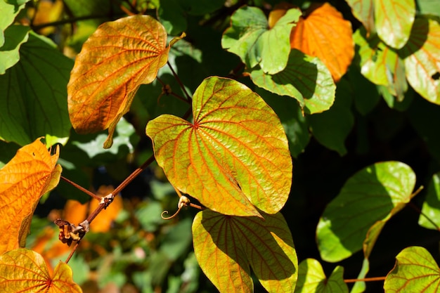 Bauhinia aureifolia 또는 금박 bauhinia