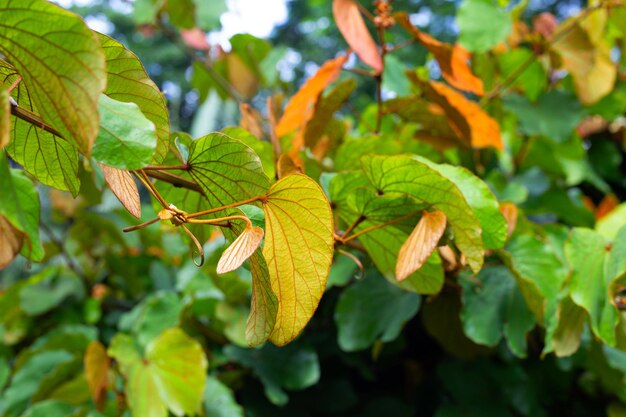 Bauhinia aureifolia or gold leaf bauhinia