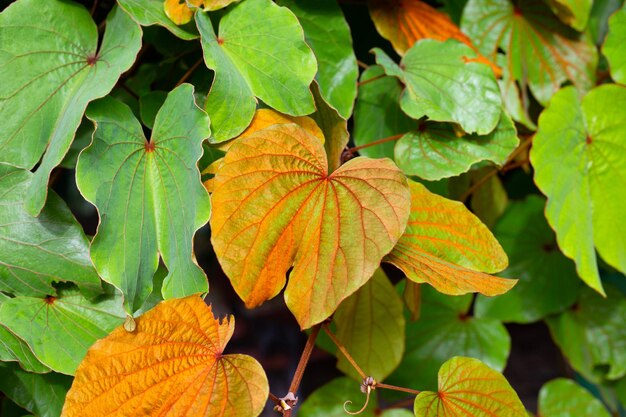 Bauhinia aureifolia 또는 금박 bauhinia