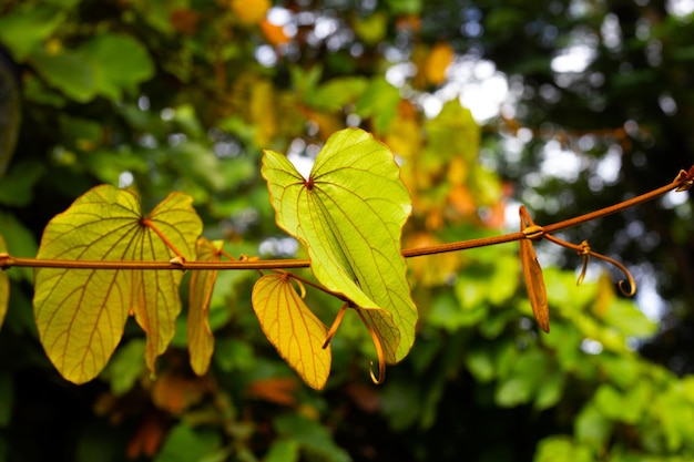 Bauhinia aureifolia 또는 금박 bauhinia