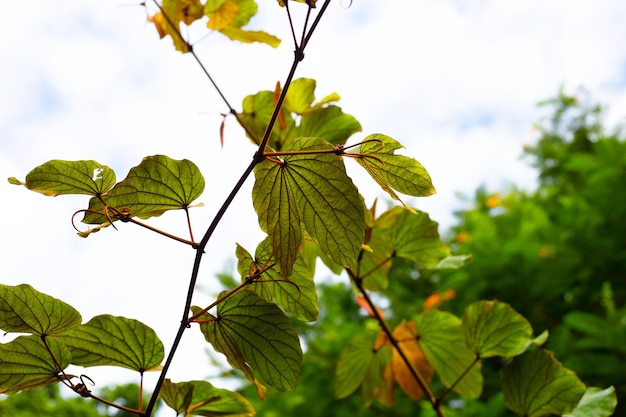 Bauhinia aureifolia o bauhinia foglia d'oro