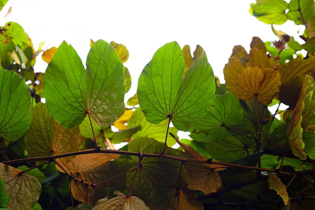 Bauhinia aureifolia 또는 금박 bauhinia