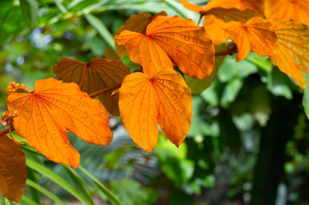 Bauhinia aureifolia of bladgoud bauhinia