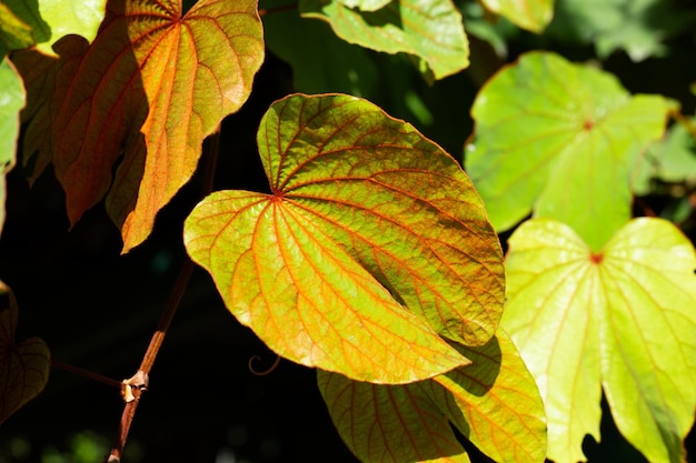 Bauhinia aureifolia of bladgoud bauhinia