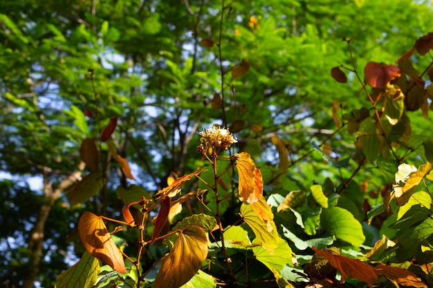 Bauhinia aureifolia of bladgoud bauhinia