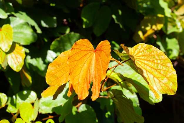 Bauhinia aureifolia of bladgoud bauhinia