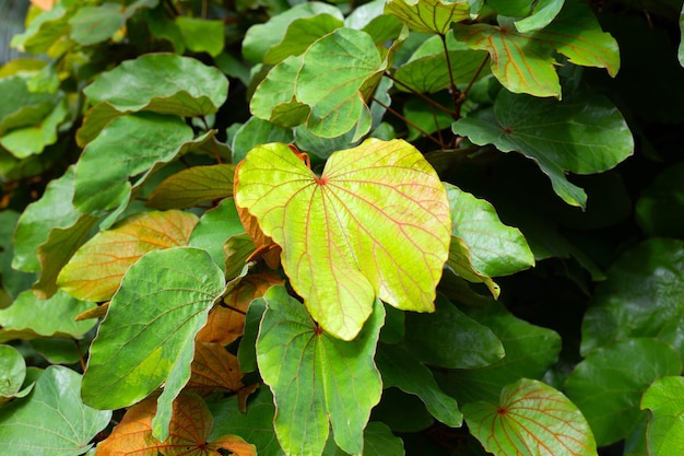 Bauhinia aureifolia of bladgoud bauhinia