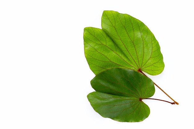 Bauhinia aureifolia of bladgoud bauhinia