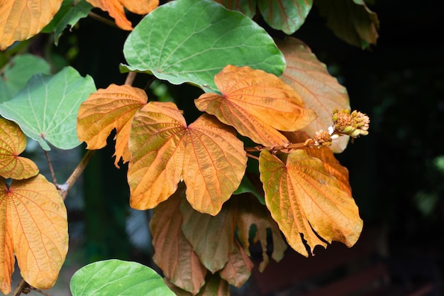 Bauhinia aureifolia of bladgoud bauhinia